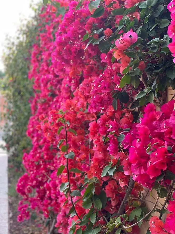 Bougainville San Vincenzo